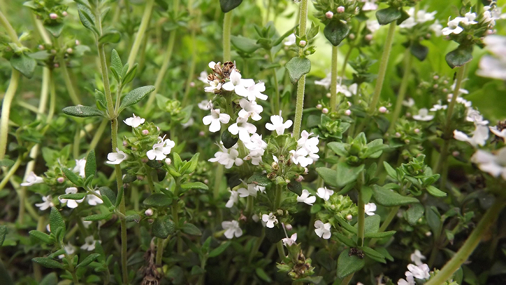 Thyme in field