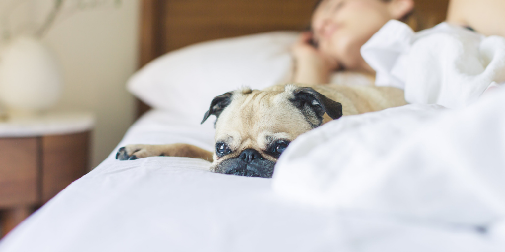 Guest and dog on bed