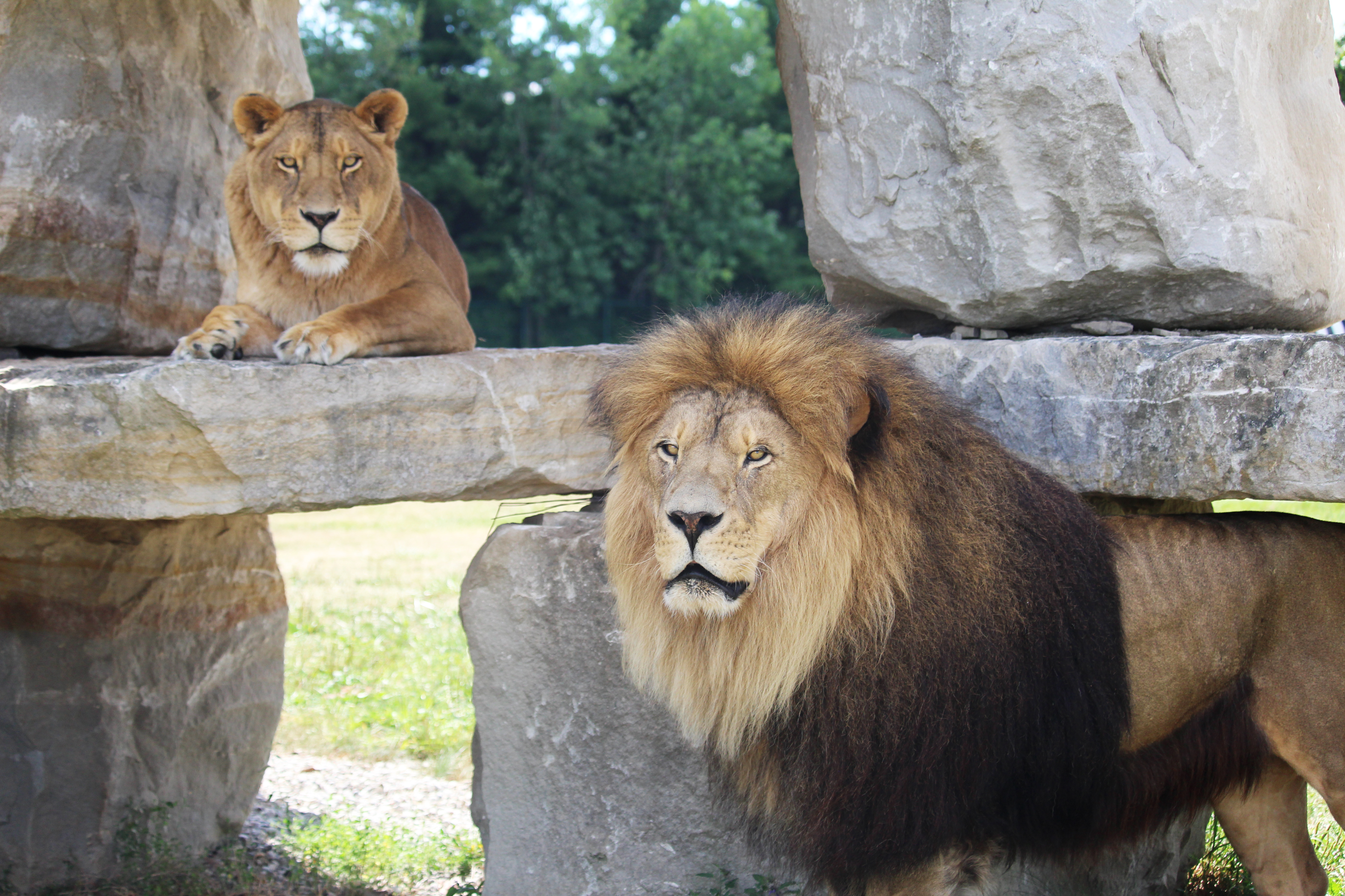 Female lions in the park