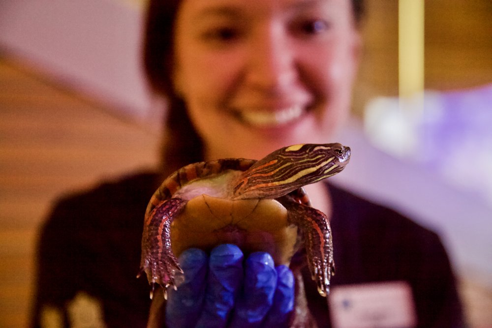 RBG staff member holding a turtle.
