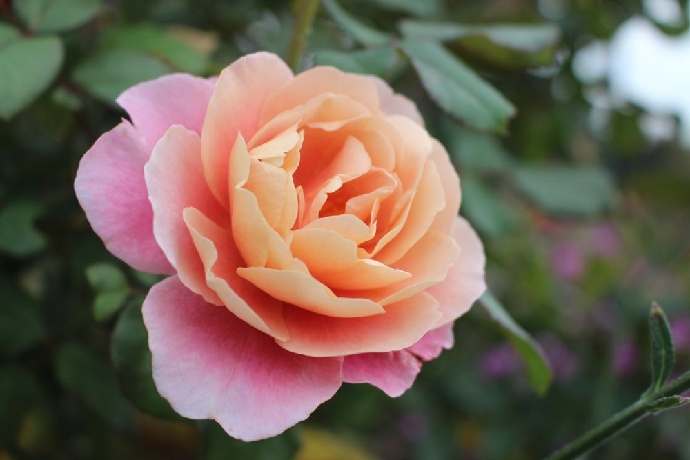 Close up of pink rose in bloom at RBG.