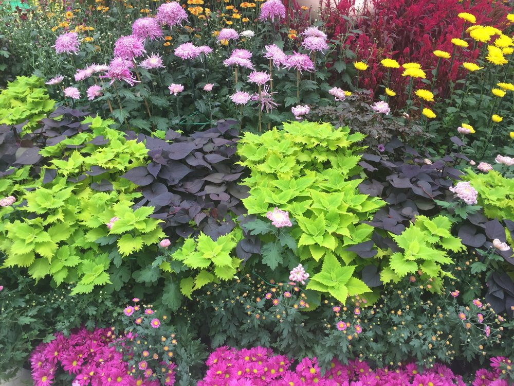 Fall coloured Chrysanthemums