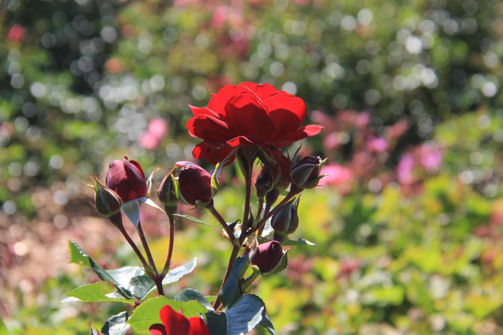 A red rose in the garden at Royal Botanical Gardens.