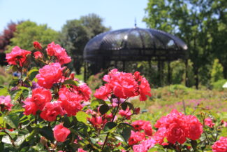 A close-up of the Rose Garden at Hendrie Park
