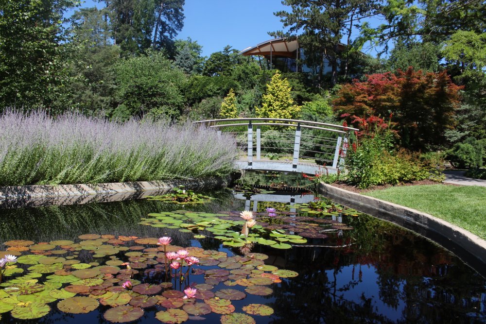 Rock Garden in bloom in summer time.