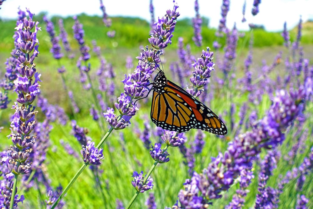 Butterfly in field of lavender.