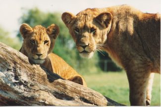 Female lions in the park
