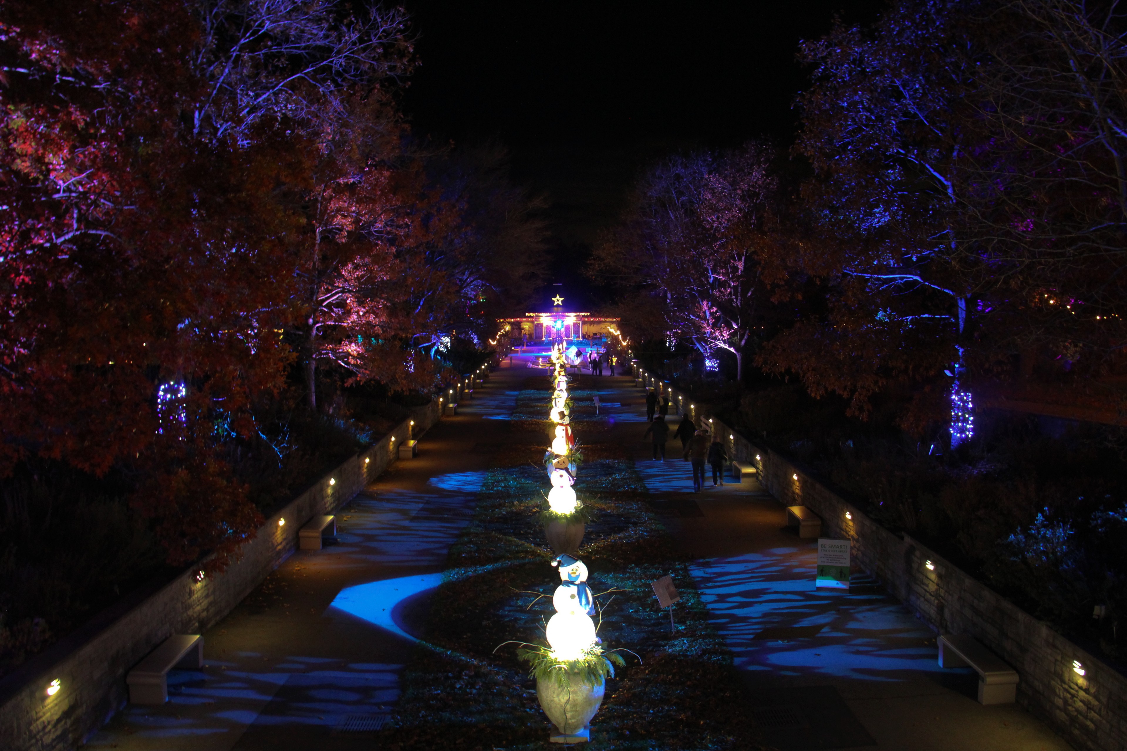 View of RBG Oak Alley with festive holiday lights and displays.