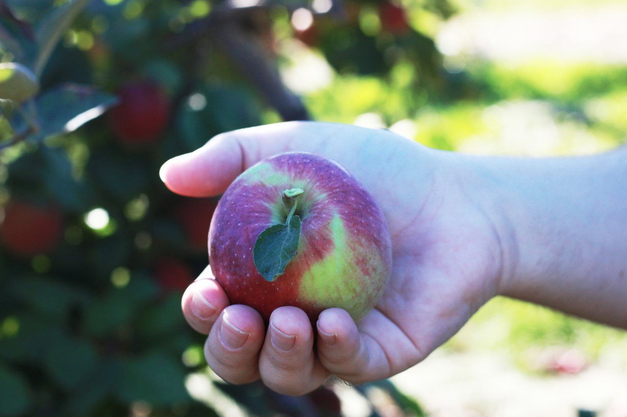 Apple picking