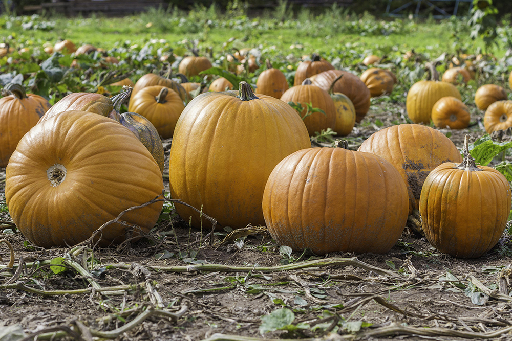 Pumpkin patch